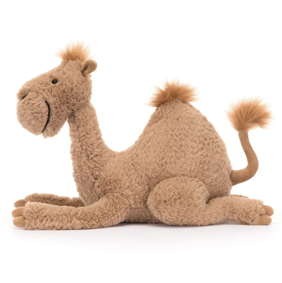 Richie Dromedary Sale